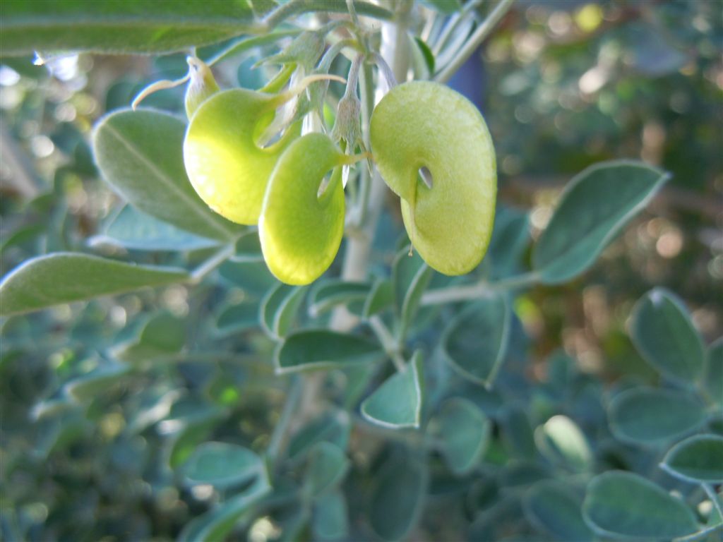Medicago arborea / Erba medica arborea